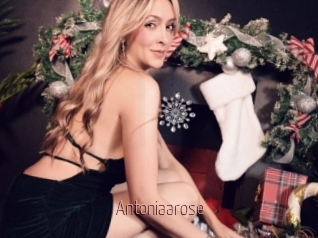 Antoniaarose