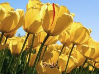 BelleB3