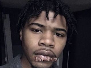 Black_Alfalfa