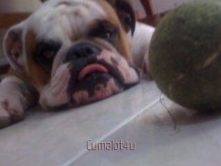 Cumalot4u