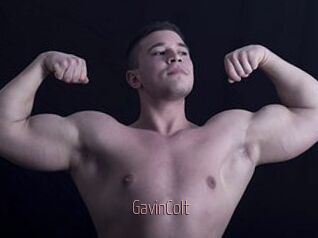 GavinColt
