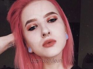 Lupin_Cearuleum