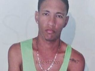 Male_stallion
