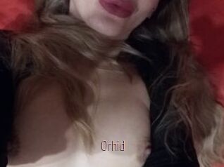 Orhid