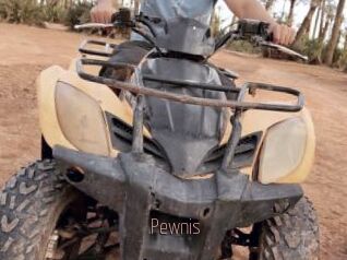 Pewnis