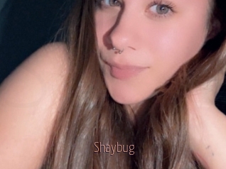 Shaybug